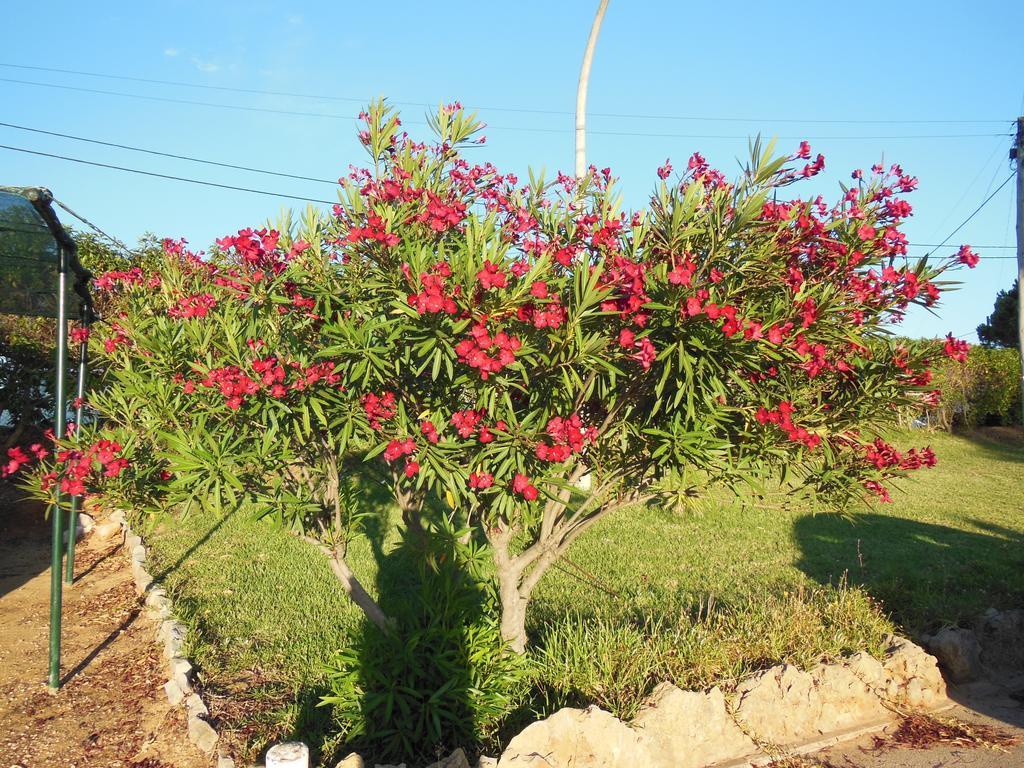 Jardins Da Balaia Hotel Albufeira Ngoại thất bức ảnh